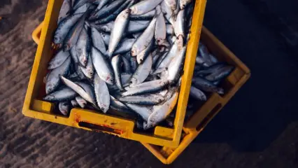 В Татарстане накрыли крупное нелегальное производство рыбных консервов