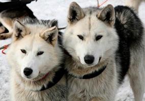 Гонки на собачьих упряжках пройдут в Нижнекамске