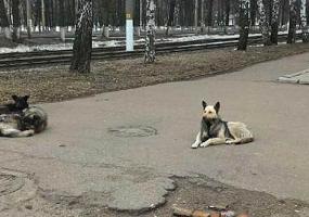 На рынке в Нижнекамске разгуливает свора собак