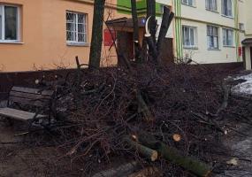 Нижнекамец возмущён вырубкой деревьев на улице Вокзальной