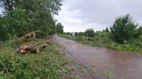 С дорожного полотна дамбы в Нижнекамске убирают упавшие деревья