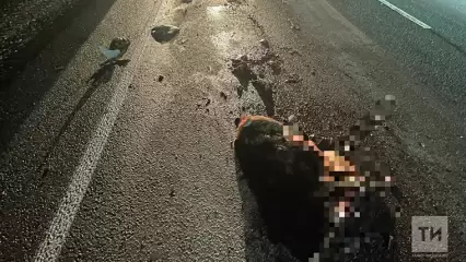 В Татарстане женщина на иномарке сбила насмерть двух кабанов