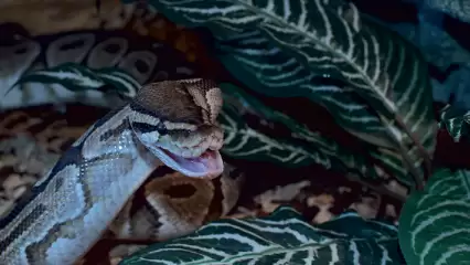 30-килограмовая змея укусила татарстанца в тату-салоне