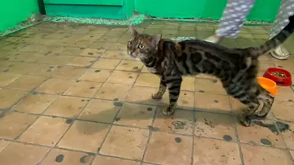 «Котя в очень плохом состоянии»: в Нижнекамске нашли кота с перебитым позвоночником