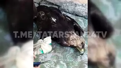 В Татарстане спасли орла со сломанным крылом из Красной книги