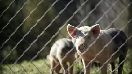 В Верхнеуслонском районе введён режим чрезвычайной ситуации из-за африканской чумы свиней