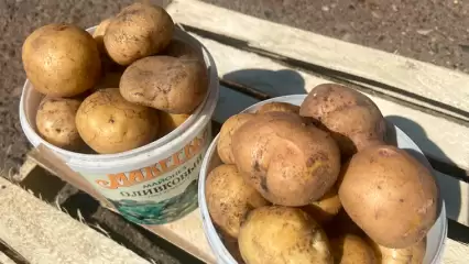 Жителям Татарстана рассказали о секретах правильного хранения картофеля