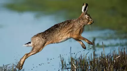 В Татарстане открыт сезон охоты на лисиц, зайцев и лосей