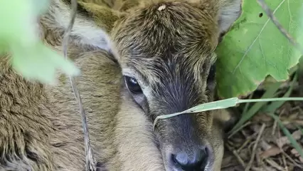Жители Татарстана могут выбрать имя маленькой антилопе из казанского зоопарка