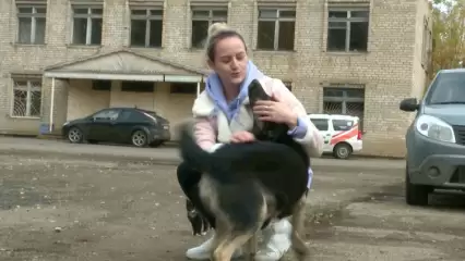 Нижнекамка разбирается в ситуации с отловом чипированных собак в селе Верхние Челны