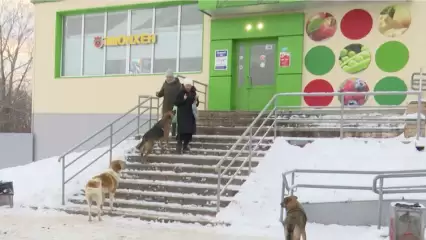 В Нижнекамске стая собак обосновалась у магазина и пугает покупателей