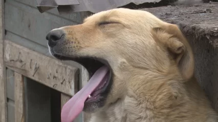 В Татарстане будет проведен опрос для создания дружелюбной к собакам городской среды