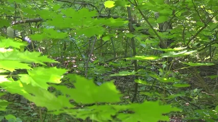 Татарстанцам на три недели ограничили доступ в леса