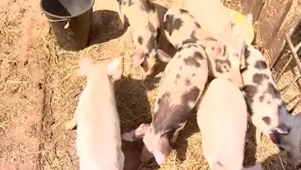 В Татарстане снизилось количество свиней и крупного рогатого скота