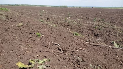 В Татарстане разработают меры по борьбе с опустыниванием