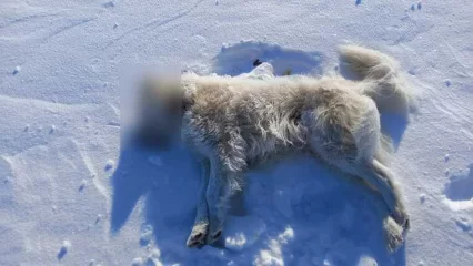 Недалеко от Нижнекамска нашли несколько убитых собак
