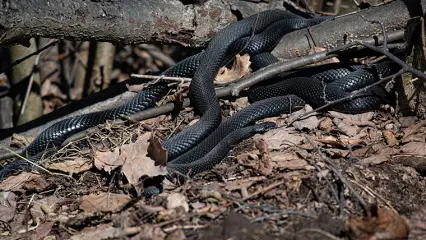 В лесах Нижнекамска заметили первых змей