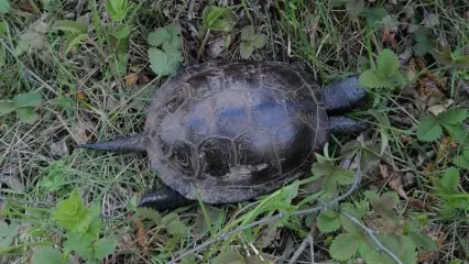 На трассе Набережные Челны — Нижнекамск спасли болотную черепаху