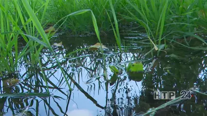 Нижнекамцы предложили превратить болотистый участок в парк с озером