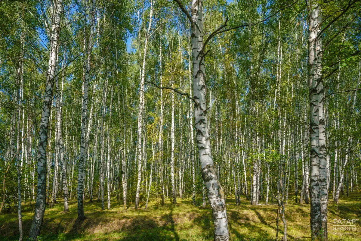 Лес в Татарстане