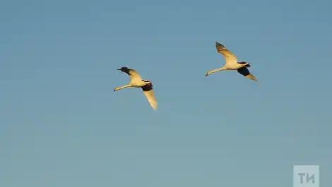 Татарстанга күчмә кошлар күпләп кайта башлады - НТР 24