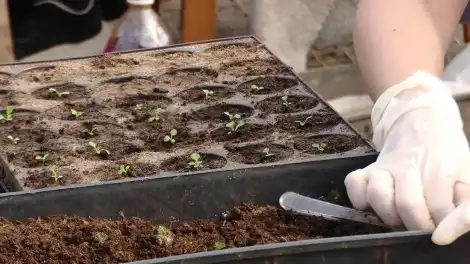 Петуния, бархатцы, гортензия — әлеге чәчәкләр быел җәен шәһәр клумбаларын бизәячәкләр. - НТР 24
