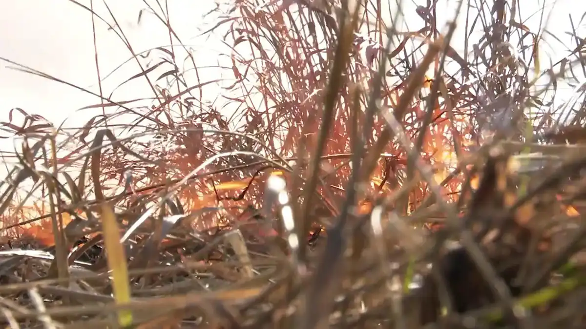 Горит сухая трава весной