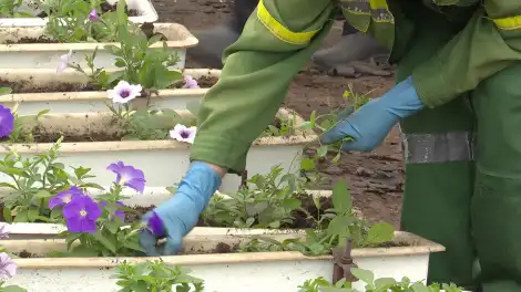 Түбән Кама урамнарын 160 меңнән артык чәчәк бизиячәк - телеканал НТР 24