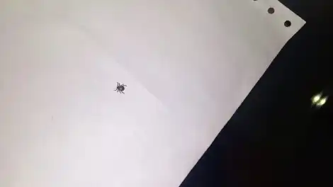 Түбәнкамалыларны талпаннарның активлыгы сезоны башлануы турында кисәтәләр - телеканал НТР 24