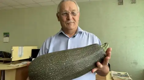 Бакча могҗизасы: «Туган як» газетасының баш мөхәррире 5 килограммлы ташкабак үстергән