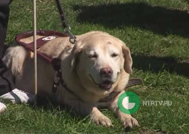 В Нижнекамске прошло первое дог-шоу «Мы с хозяином вдвоем»