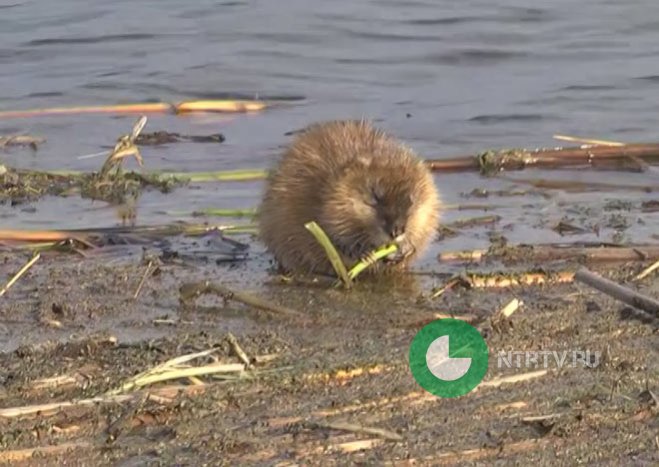 Вода в Каме за выходные поднялась на 10 см, спасатели просят нижнекамских дачников быть начеку