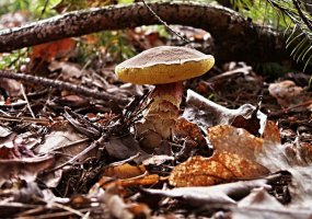 В Нижнекамске 2 градуса тепла. ожидается дождь и мокрый снег