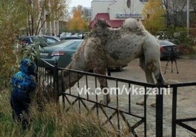 По улице татарстанского города гуляет одинокий верблюд