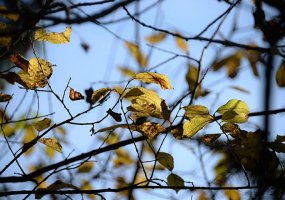 В Казани возбуждено уголовное дело по факту вырубки деревьям, для парковки на ЧП-2018