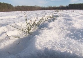 В Нижнекамском лесхозе вырастят более 4 млн деревьев хвойных пород