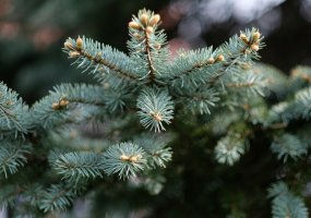 Нижнекамцы смогут купить елку к Новому году на пяти площадках