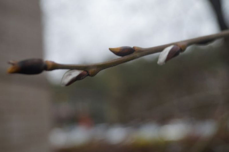 Почки на деревьях весной. Распускание почек у яблони. Почки на деревьях. Распускаются почки на деревьях. При какой температуре распускаются почки.