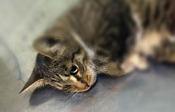 Информация о замученной до смерти кошке в Нижнекамске пока не подтвердилась