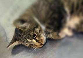 Информация о замученной до смерти кошке в Нижнекамске пока не подтвердилась - НТР 24