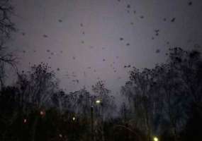 Нижнекамцы жалуются на нашествие ворон - НТР 24