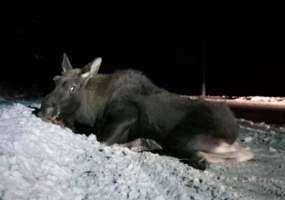 В Нижнекамске лося сбил автомобиль - НТР 24