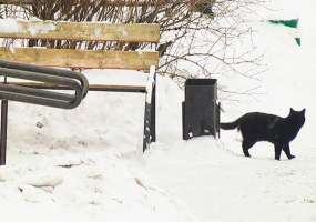 Нижнекамские зоозащитники считают, что в городе орудуют живодеры - НТР 24