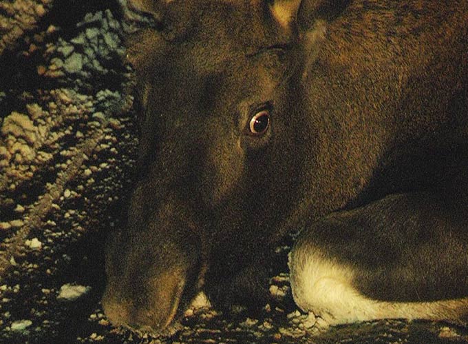 Сбивший лося около Нижнекамска водитель фуры скрылся с места ДТП