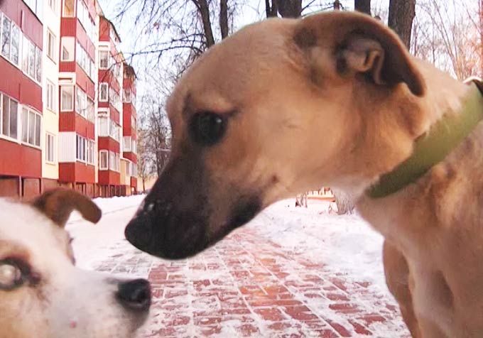 Нижнекамские зоозащитники просят 1,3 млн рублей, выделенных на отстрел животных, направить на создание приюта