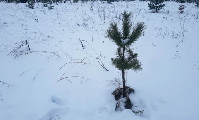 Стала известна цена самой дешевой новогодней елки в Нижнекамске