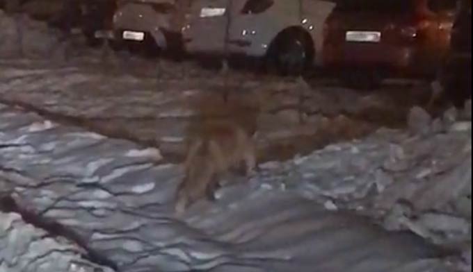 Жильцы ул.Табеева в Нижнекамске увидели лису, которая искала еду в сугробе