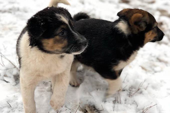В России принят закон об обращении с животными