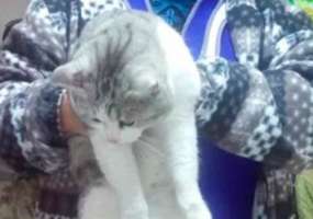 В Нижнекамске кот пришел в кафе в поисках хозяина - НТР 24