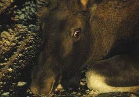 Сбивший лося около Нижнекамска водитель фуры скрылся с места ДТП - НТР 24